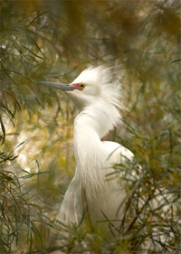 Perched Snowy Egret, Palo Alto Baylands, © Joan Sparks