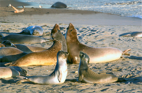 Gossip Time, Elephant Seals north of San Simeon, © Ralph Wessel