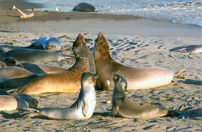 Gossip Time, Elephant Seals north of San Simeon, © Ralph Wessel