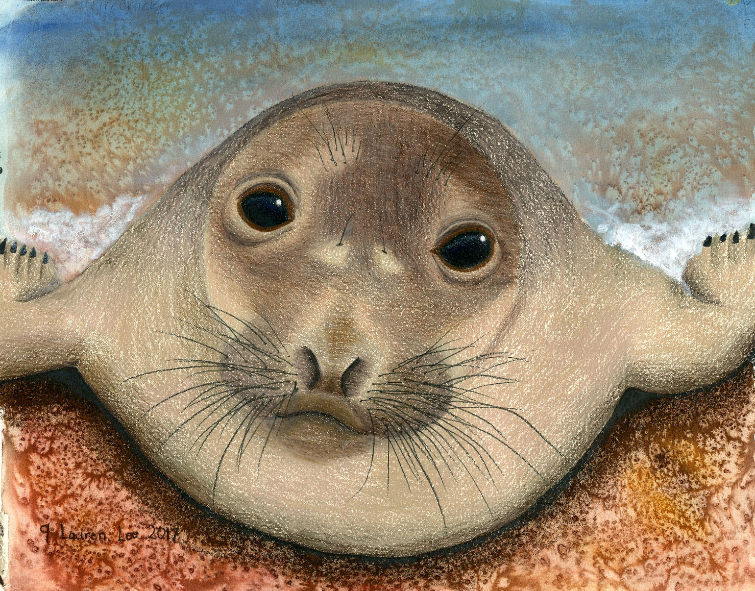 Elephant seal pup in watercolor and colored pencil