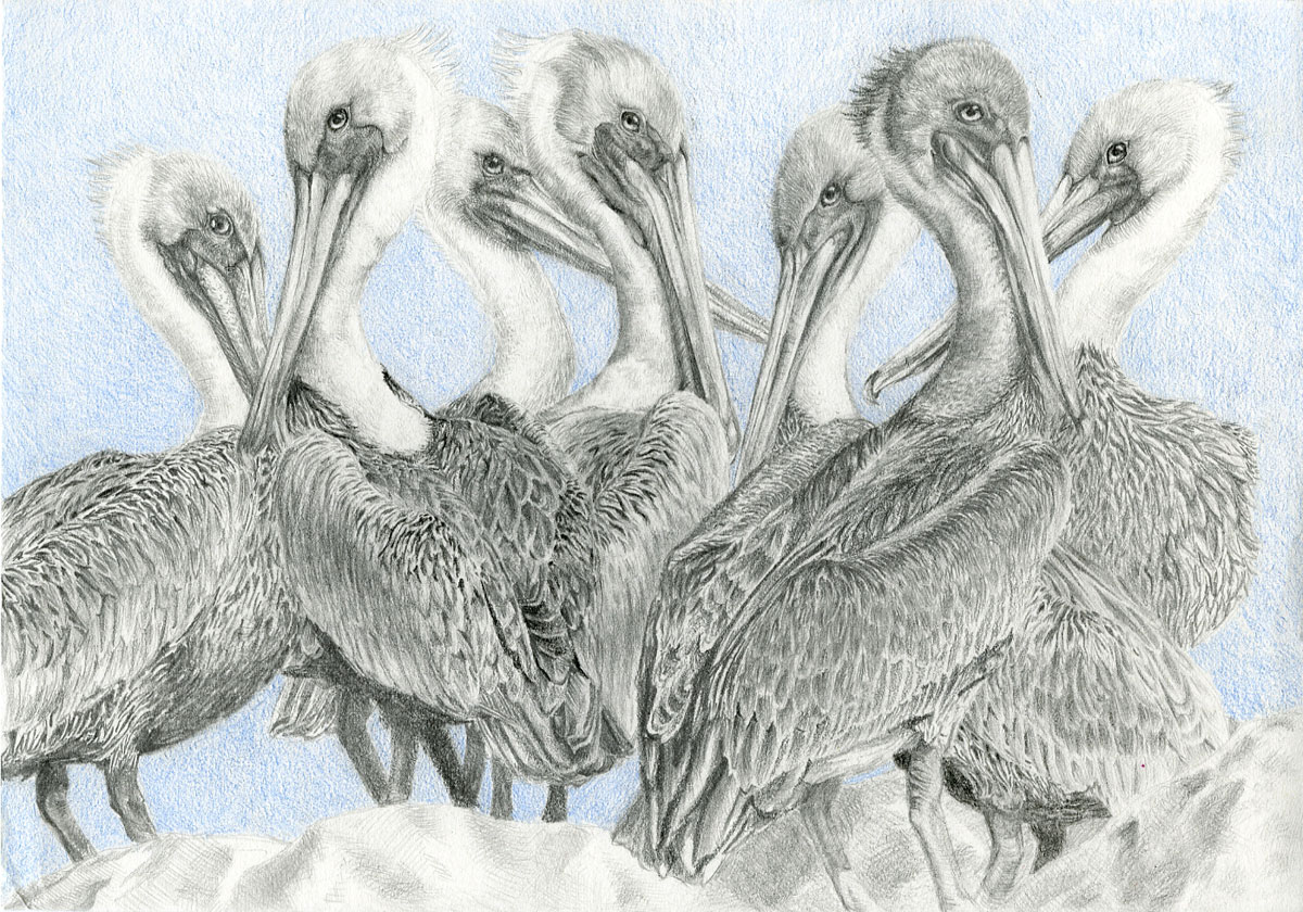Drawing of pelicans, by Mandy Mok