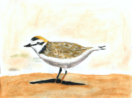 California Snowy Plover on Sand