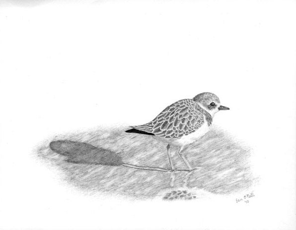 Snowy Plover on a Stroll