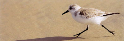Photo of bird running on sand by Edward Andrew Woods