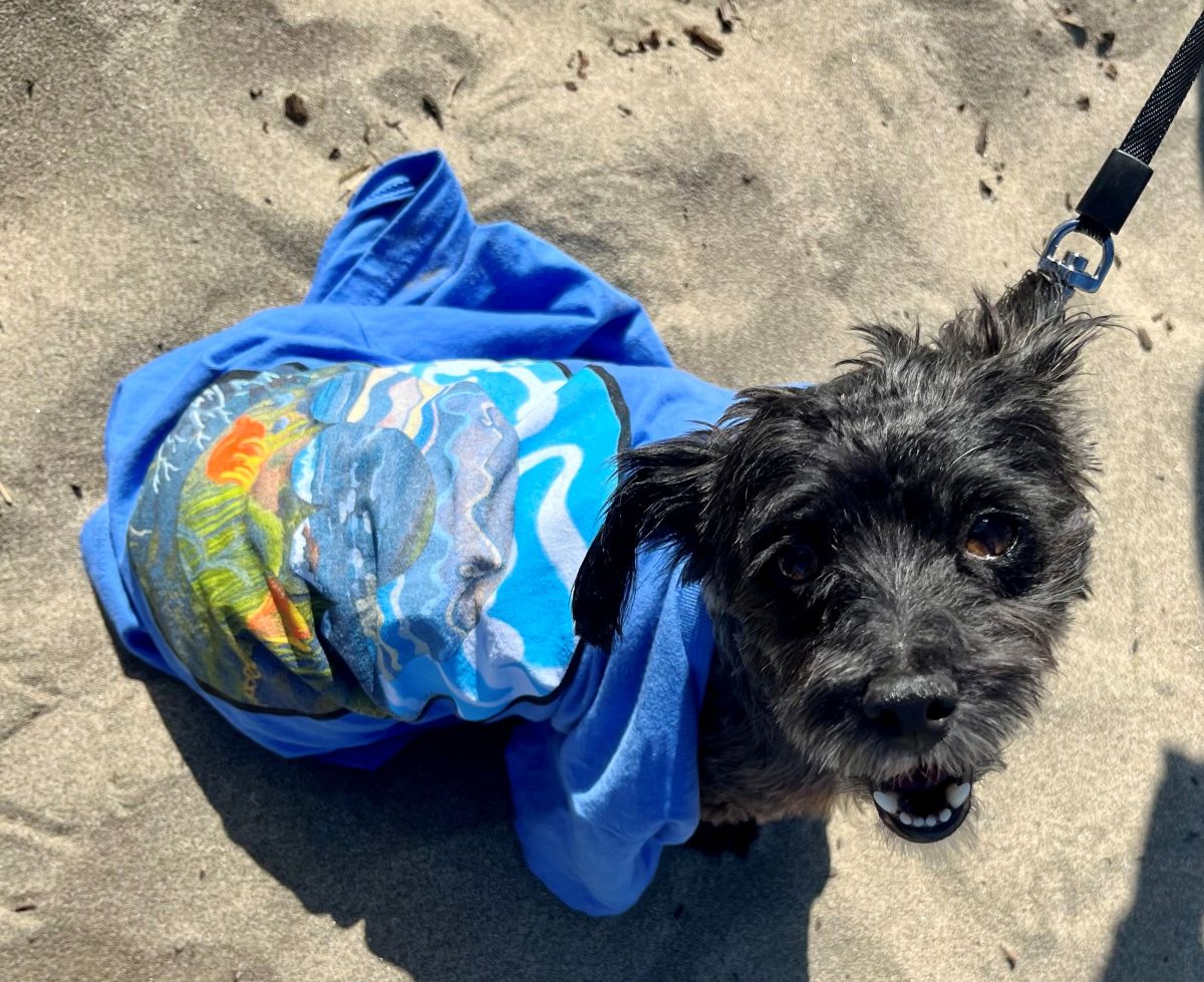 A little black dog wearing the 2026 Coastal Cleanup Day Shirt. 
									Shirt is light blue and has a round design on the front with the sky, ocean, and 
									California poppies. The dog is on a leash and standing on the sand.