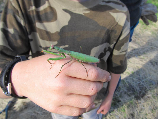 Close up of mantis on the hand of a student