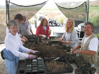 potting plants