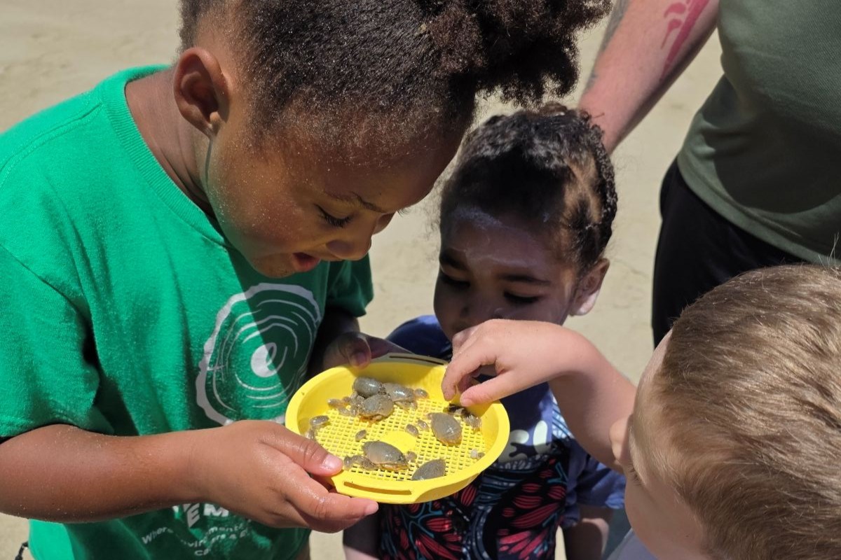 Three young children on a sandy beach excitedly 
							observe a yellow dish filled with sand crabs of various sizes.