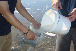 Sampling Pacific Mole Crabs at Fort Funston, San Francisco