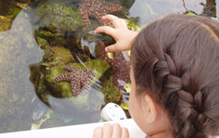 Student tidepooling with Los Angeles Conservation Corps' Sea Lab